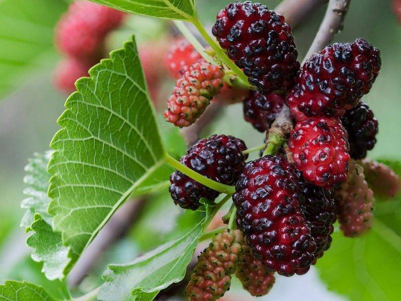 Шелковица купить саженцы из питомнике в Геническе