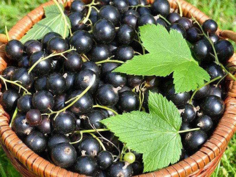 Смородина купить саженцы из питомника в Геническе