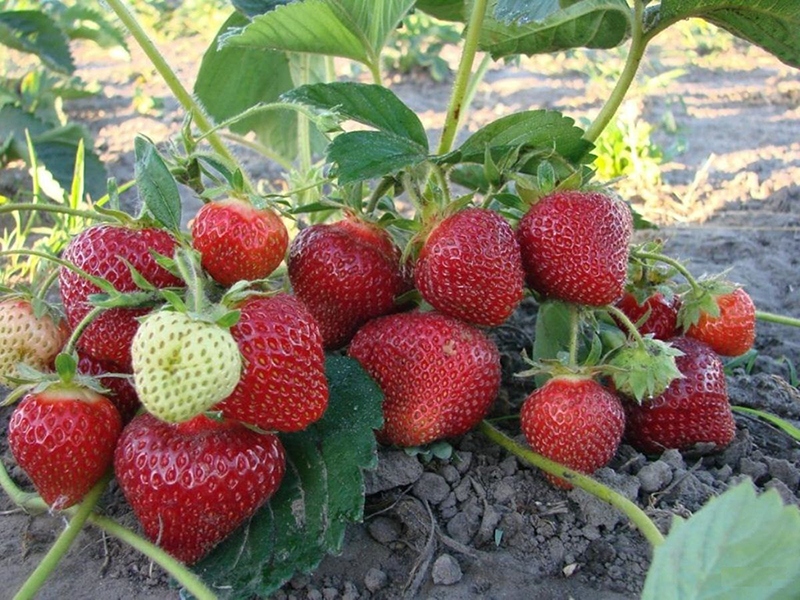 Клубника купить саженцы из питомника в Геническе