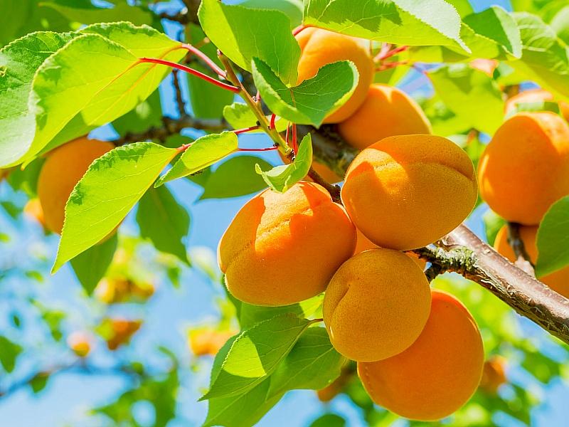 Абрикос купить саженцы из питомнике в Геническе
