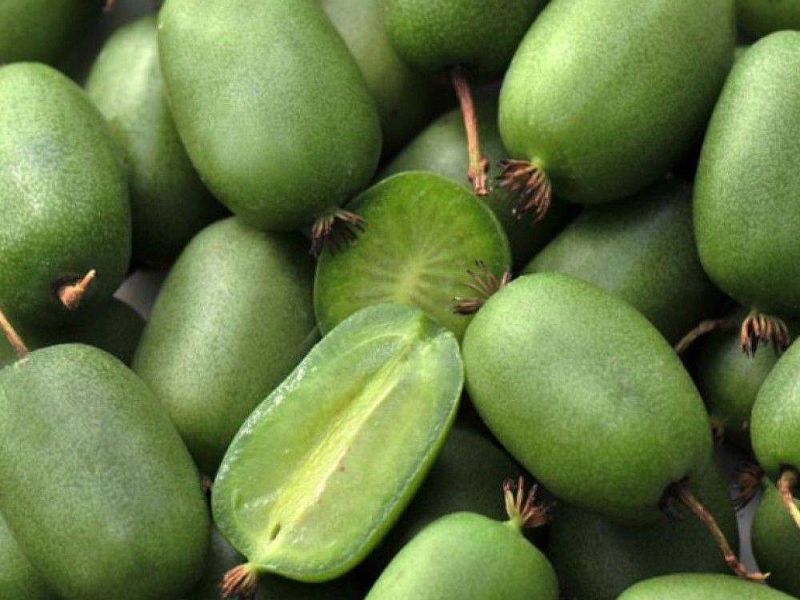 Актинидия купить саженцы из питомнике в Геническе