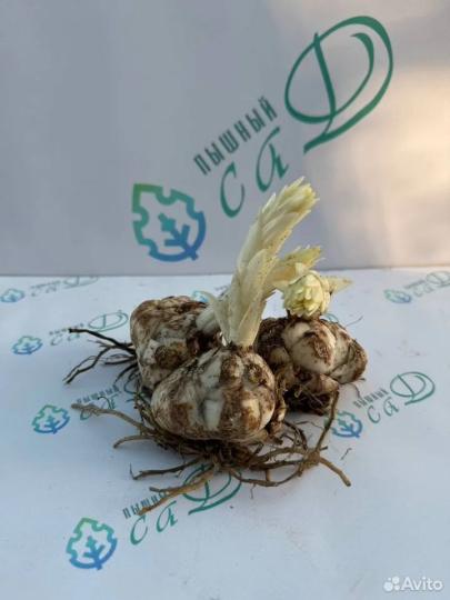 Лилия "ЛАЙОН ХАРТ" 3 штуки (размер 18/20)