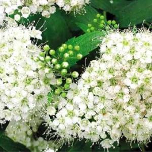 Спирея "АЛЬБИФЛОРА" (стакан Р9)