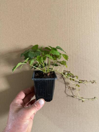 Виноград Вичи