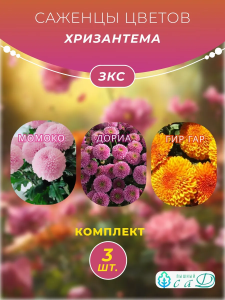 Хризантема Момоко, Дориа, Гир Гар, 3 шт