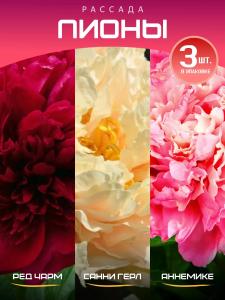 Пион комплект: Ред Чарм, Санни Герл, Аннемике