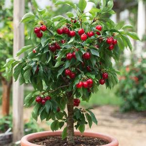 Вишня колоновидная "ВОСТОРГ" сер. июля