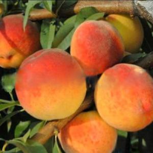 Персик "РОЯЛ ВИ" поздний  (срок созревания сентябрь-октябрь)